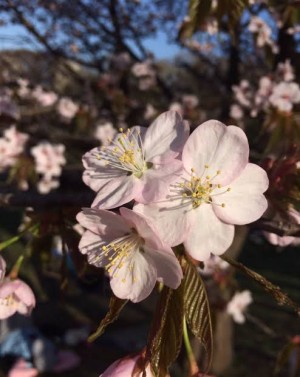 sakura